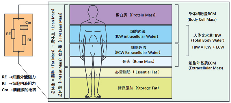 你的健康密码 原来就藏在身体的 阻抗 里 Digikey
